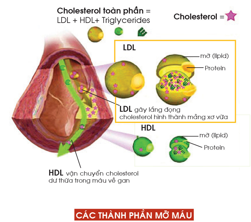 Các thành phần mỡ máu được sử dụng khắp nơi trong cơ thể, thực hiện nhiều chức năng của tế bào