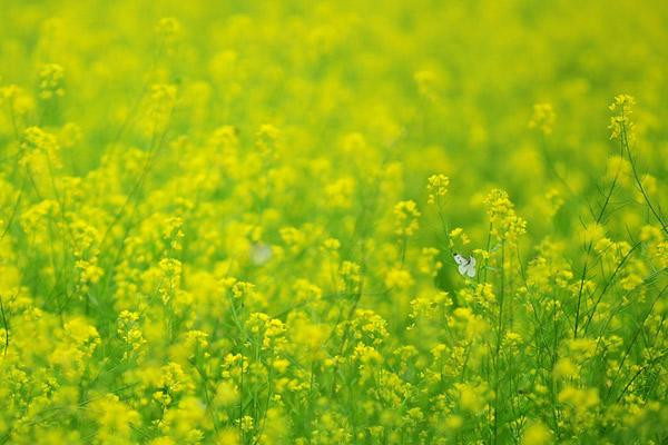 Những địa điểm chụp hoa cải đẹp tại Hà Nội giới trẻ phải biết ảnh 2