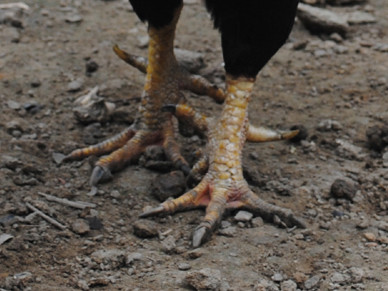 Những đôi chân gà 9 cựa bình thường