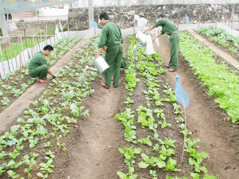 Chiến sĩ đảo Hòn Mê chăm sóc rau xanh Chiến sĩ đảo Hòn Mê chăm sóc rau xanh