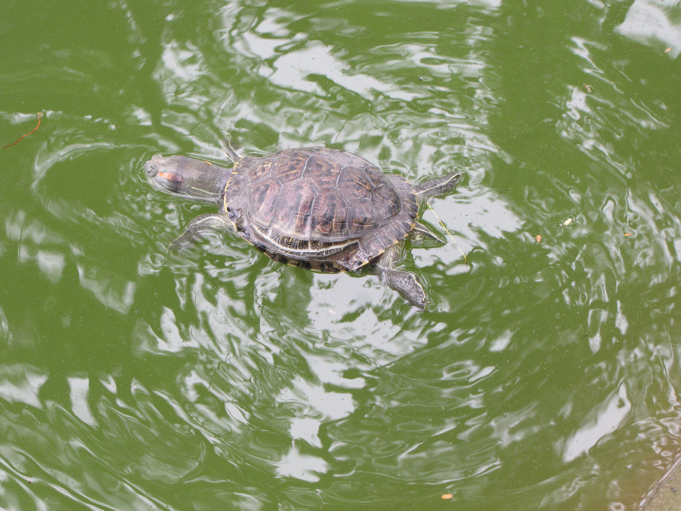 Rùa tai đỏ chết nổi lềnh bềnh trên mặt hồ. Ảnh: Trường Phong