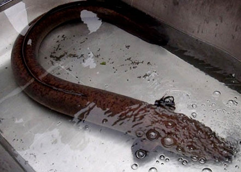 con lươn dài tới 1,5 mét, nặng gần 10kg 