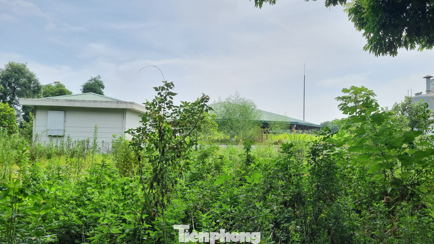 TXLNT cỏ mọc um tùm.