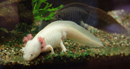 Vì vậy, chỉ những ai thật sự có niềm đam mê sinh vật lạ mới nuôi chúng