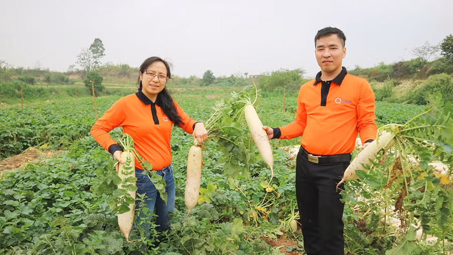 'Giải cứu' khẩn cấp: Củ cải tăng giá gấp 3 lần ảnh 1