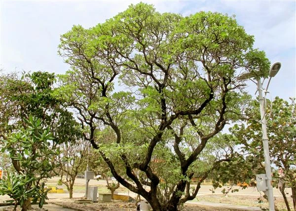 Cây Phong ba trên đảo