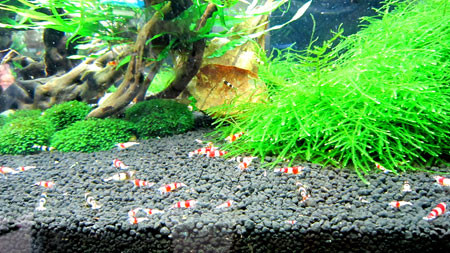 Hàng trăm con tép ong bắt đầu túa ra. . Hàng trăm con tép ong bắt đầu túa ra.