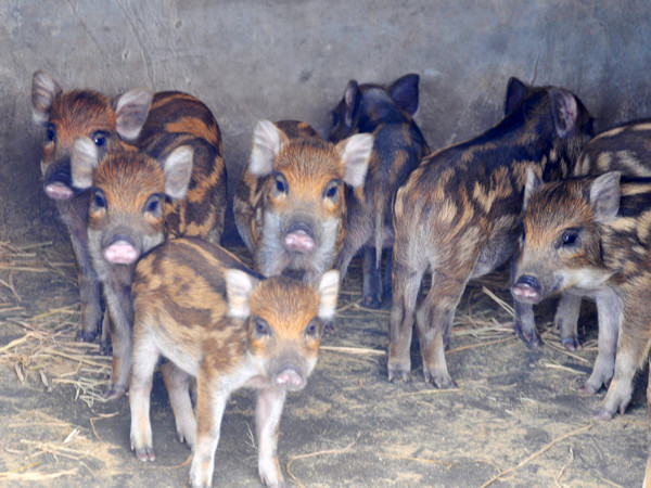 Heo rừng Tây Nguyên của Cty NNH. Heo rừng Tây Nguyên của Cty NNH