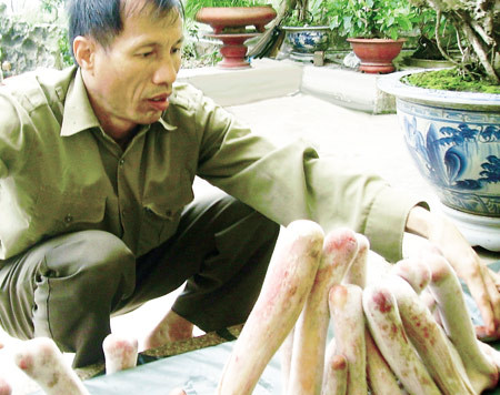 Nhung hươu cưa xong cần được chế biến ngay