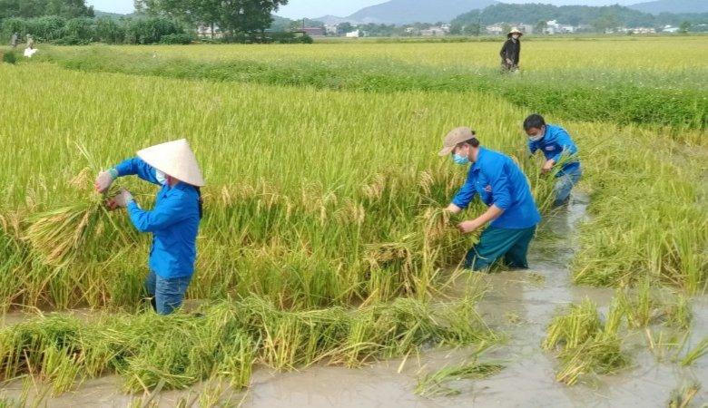 Để giảm thiệt hại do bão Côn Sơn có thể gây ra, Tỉnh Đoàn Thanh Hoá đã huy động đoàn viên thanh niên trên địa bàn khẩn trương tình nguyện giúp nhân dân thu hoạch , vận chuyển lúa.
