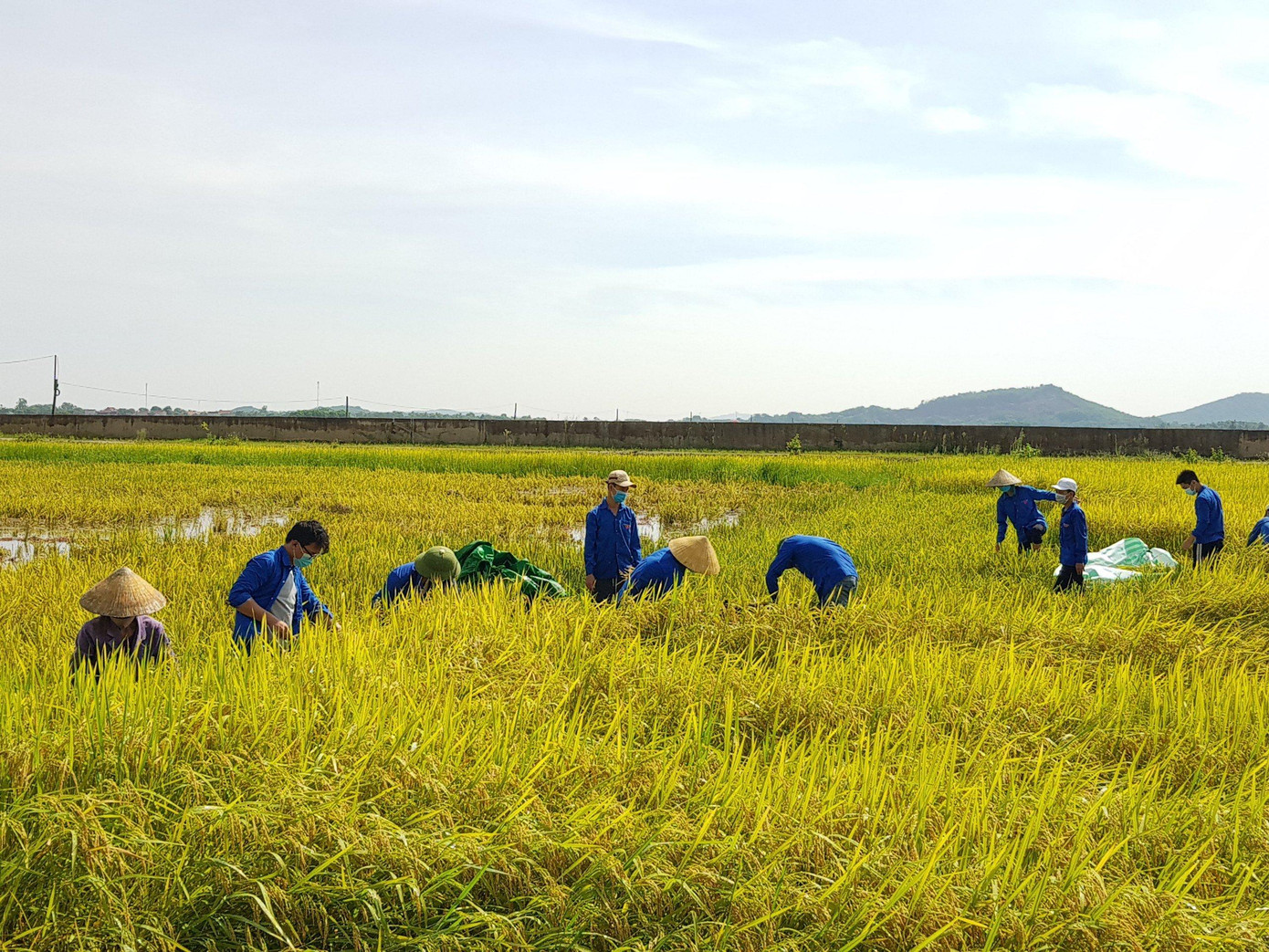 Dự báo bão Côn Sơn sẽ ảnh hưởng đến địa bàn tỉnh Thanh Hoá, trong khi dịch COVID-19 vẫn còn diễn biến phức tạp, một số địa phương trên địa bàn tỉnh đang thực hiện giãn cách xã hội theo Chỉ thị 16 khiến việc huy động lực lượng tập trung thu hoạch lúa của người dân gặp nhiều khó khăn. Tỉnh đoàn Thanh Hoá đã chỉ đạo các cơ sở Đoàn tùy theo điều kiện thực tế huy động lực lượng đoànviên thanh niên (ĐVTN) tại chỗ, khẩn trương giúp dân thu hoạch lúa hè-thu.