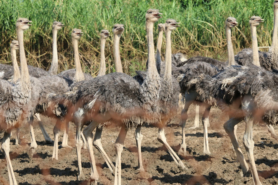 Đà điểu trưởng thành khi đạt đến độ tuổi 10 - 12 tháng tuổi. Lúc này, đà điểu có thể nặng khoảng 100 kg/con. Mỗi con đà điểu trống mái được phân biệt thông qua màu sắc của bộ lông. Những con đực sẽ có màu lông đen, chân và mỏ có màu đỏ, những con cái có màu lông xám. Để có được những con đà điểu khỏe mạnh, chất lượng đạt tiêu chuẩn, nhân viên của Trung tâm Giống đà điểu Khatoco Ninh Hòa phải tuân thủ quy trình nuôi chặt chẽ theo tiêu chuẩn ISO22000-2005.