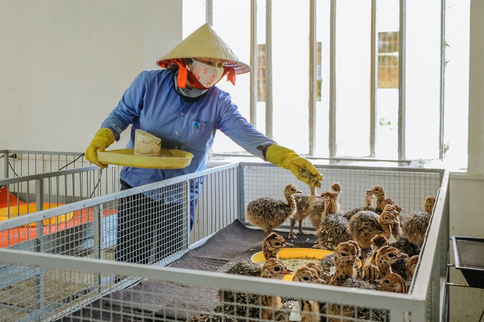 Do đà điểu tính nhút nhát nên cần bố trí chuồng nuôi nơi tương đối yên tĩnh, tránh tiếng động lạ đột ngột làm đà điểu hoảng loạn dễ gây tai nạn. Chuồng gồm 2 phần là phần có mái che và phần sân chơi.