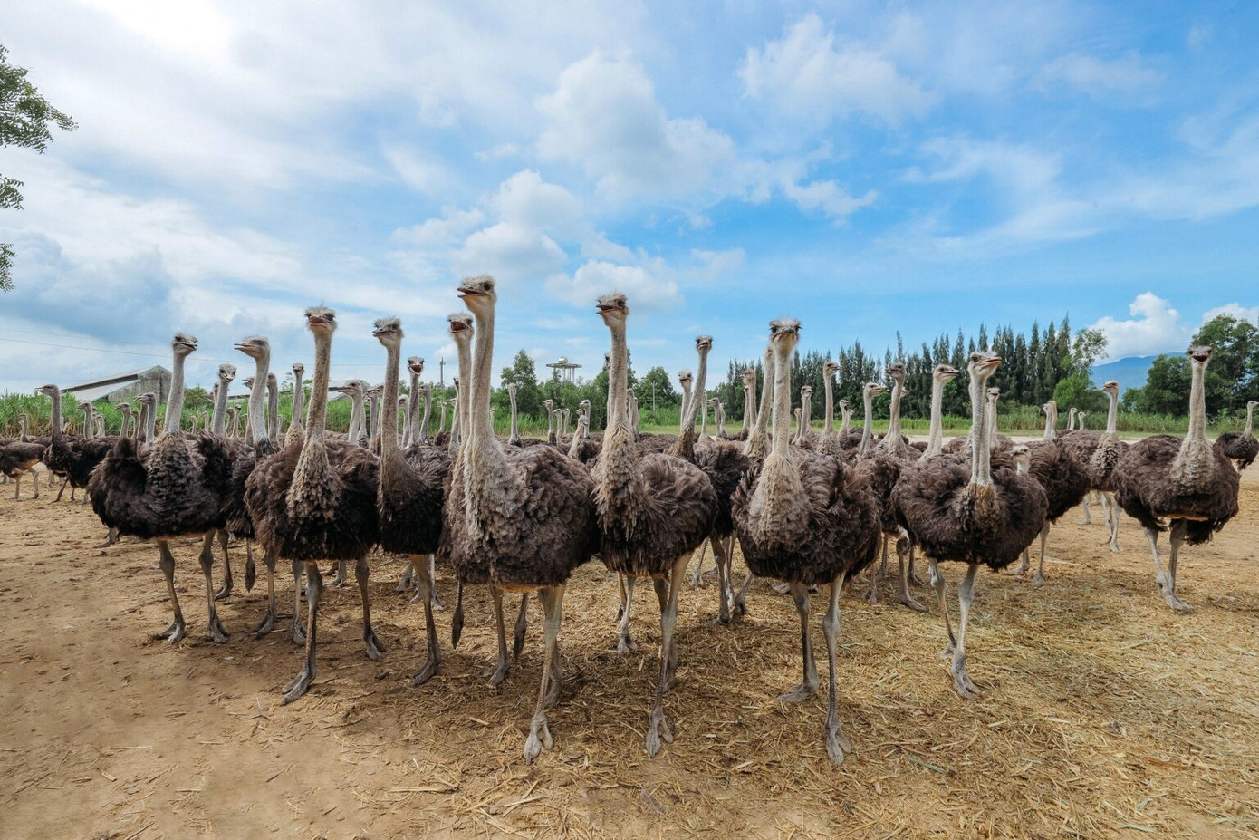 Trung tâm Giống đà điểu Khatoco (xã Ninh Phụng, thị xã Ninh Hòa) được thành lập vào năm 2004, rộng hơn 150 ha. Nơi đây là trại nuôi đà điểu lớn nhất cả nước với tổng đàn khoảng 12.000 con, hàng năm cung cấp cho thị trường khoảng 8.000 con giống và 250 tấn thịt đà điểu các loại.