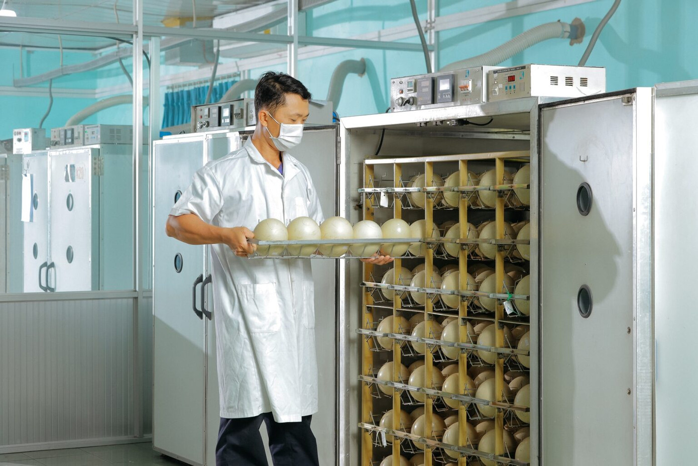 Trứng được ấp ở nhiệt độ khoảng 36.2 – 36.80 độ C, độ ẩm 20-25% và khoảng 2 giờ đảo một lần. Sau 40-45 ngày, trứng nở thành con non.