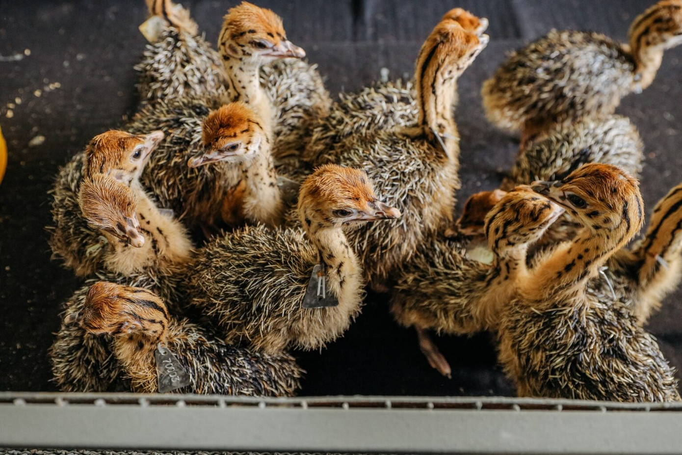 Con non nở ra phải được nuôi trong lồng, sau khoảng vài giờ hoặc 1-2 ngày, đà điểu con được gắn thẻ nhôm đã đánh số vào cổ. Mã số này sẽ theo suốt đời con đà điểu và mọi thông tin từ quả trứng đến quá trình nuôi như sử dụng thức ăn, tình hình bệnh, các loại thuốc sử dụng, thời gian đào thải thuốc theo quy định…. được cập nhật qua phần mềm quản lý đà điểu của Trung tâm để đảm bảo thông suốt trong việc truy xuất nguồn gốc theo tiêu chuẩn.