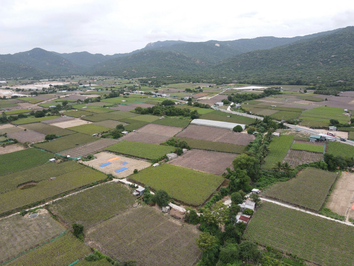 Thôn Thái An nổi tiếng là vùng đất trồng nho, trồng tỏi của tỉnh Ninh Thuận.