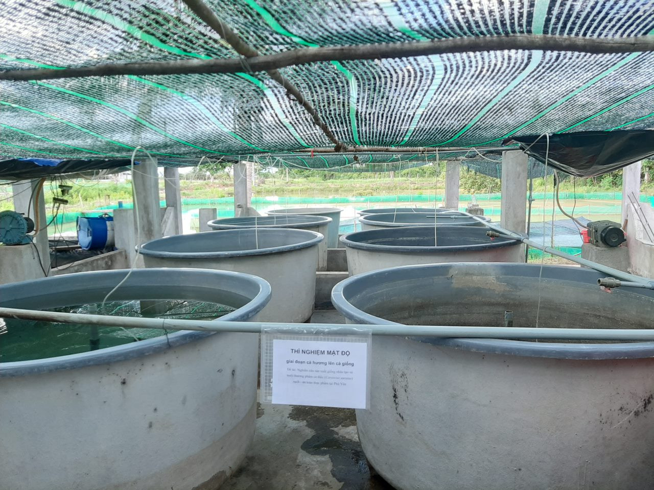 Đề tài nghiên cứu sản xuất giống nhân tạo và nuôi thương phẩm cá diếc tại Phú Yên.