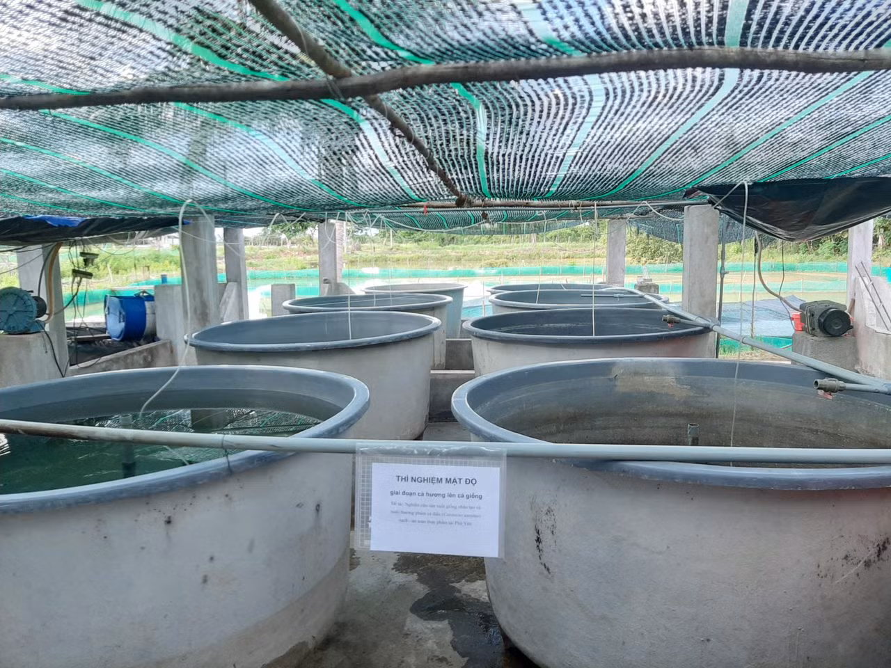 Đề tài nghiên cứu sản xuất giống nhân tạo và nuôi thương phẩm cá diếc tại Phú Yên.