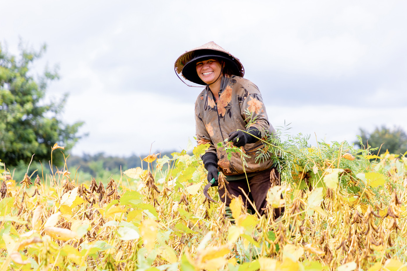 Ngoài cung cấp nguồn đạm tốt cho con người, đậu nành còn giúp cải tạo “sức khỏe” đất.
