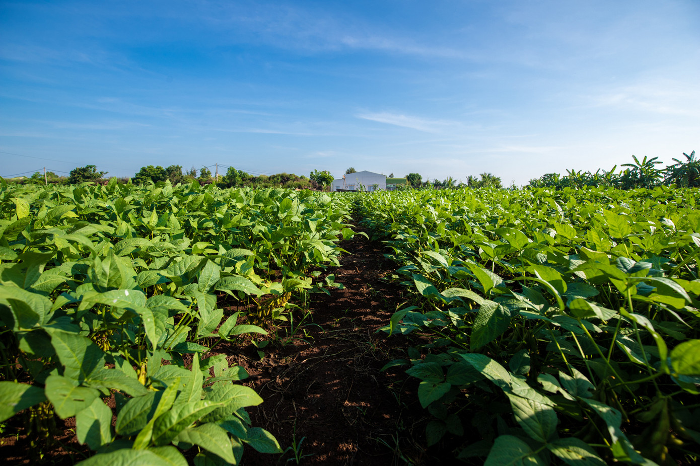 Tại huyện Cư Jút (Đắk Nông), mô hình luân canh đậu nành – đậu phộng/bắp – khoai lang đã mang lại những kết quả tích cực rõ rệt.
