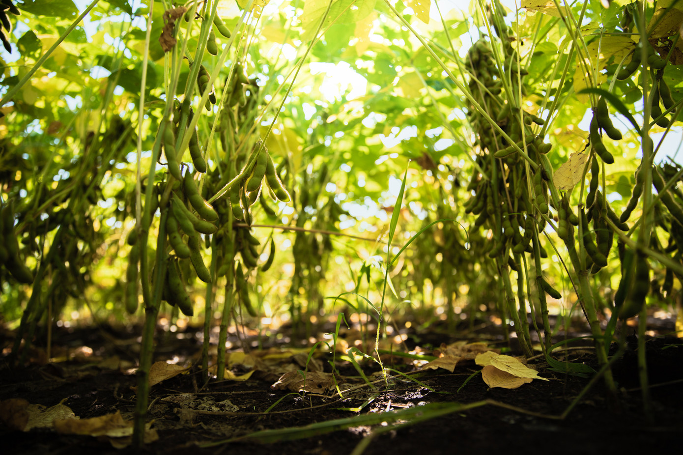 Luân canh đậu nành với các cây trồng khác giúp giảm chi phí – tăng năng suất – cải tạo đất.