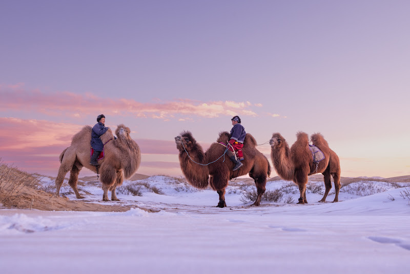 Trải nghiệm cưỡi lạc đà hai bướu trong sa mạc Gobi phủ đầy tuyết vào mùa đông.