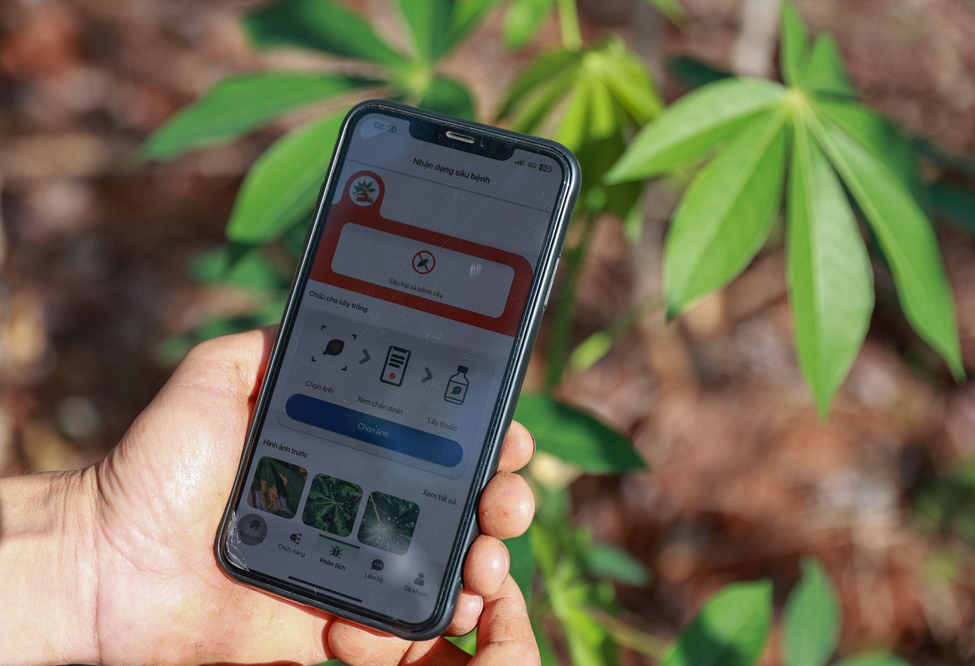 Ứng dụng “Khoai mì - Aji” tích hợp nhiều tính năng tiện lợi cho nông dân trồng mì