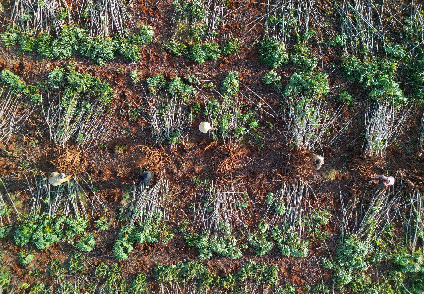 Những ruộng khoai mì thuộc dự án Khoai mì bền vững do Ajinomoto Việt Nam triển khai