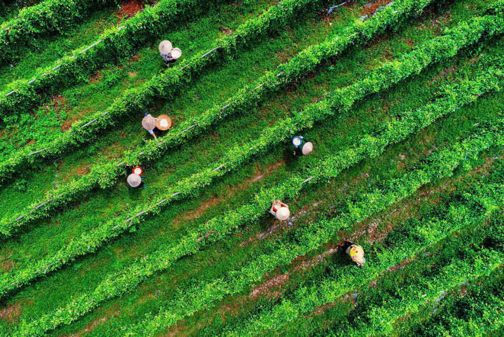 Sâm núi Dành dần khẳng định vị thế của mình trên thị trường