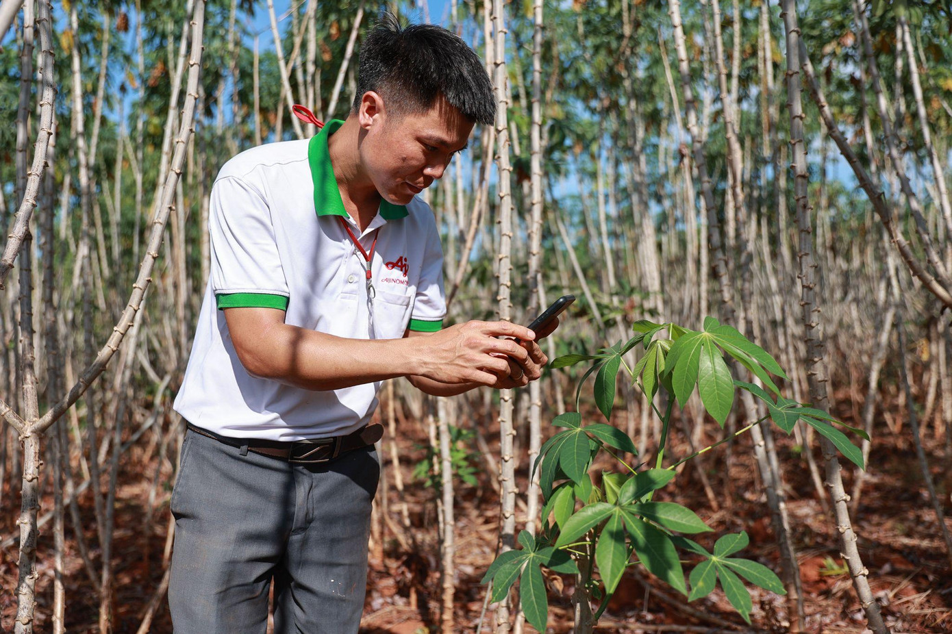 Cán bộ kỹ thuật từ Ajinomoto Việt Nam khảo sát vùng trồng mì của dự án