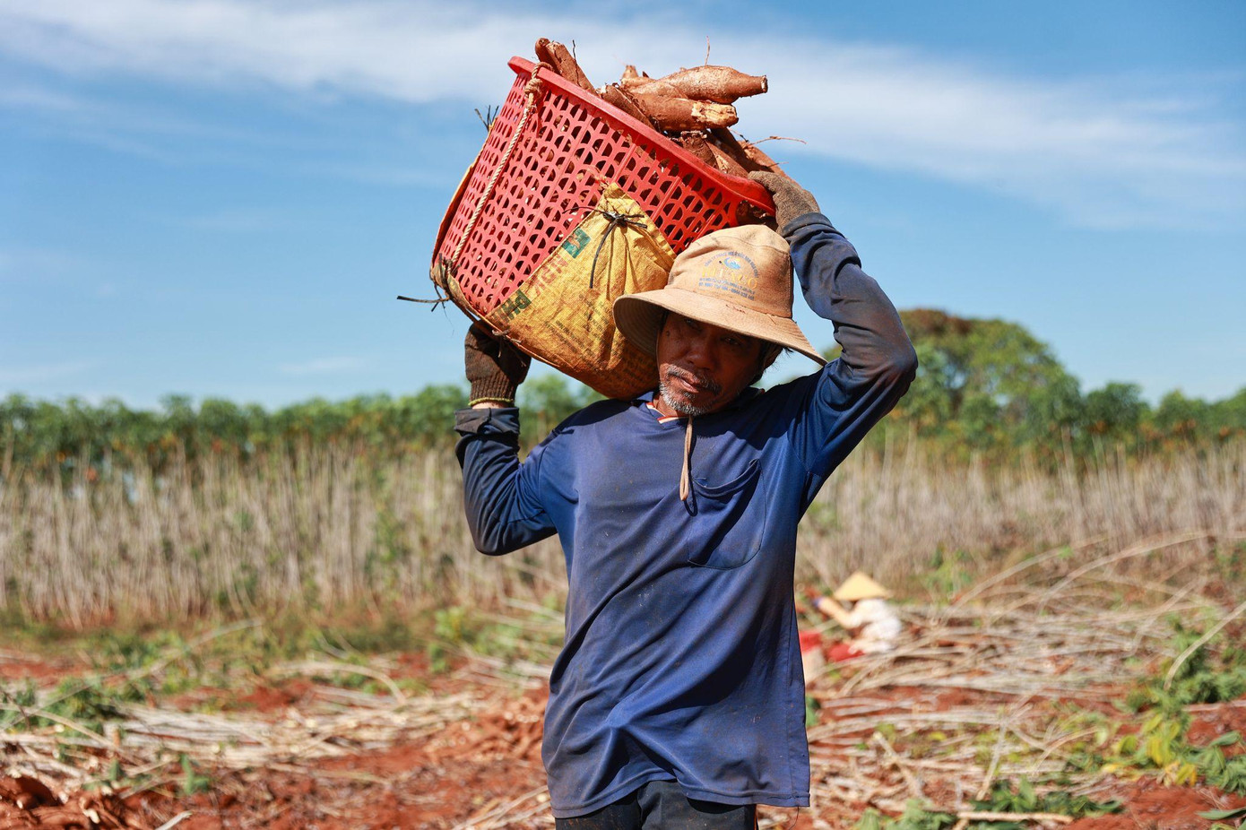 Nông dân thu hoạch khoai mì giống mới HN1
