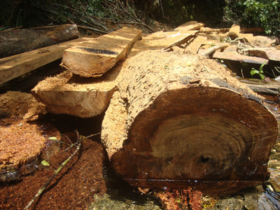 Gỗ loại thải ngổn ngang và chất đầy ở các khe cạn trong rừng