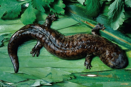 Những loài động vật xấu nhất hành tinh có thể tuyệt chủng ảnh 9