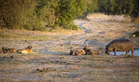 Hà mã đánh lui mẹ con sư tử để ăn thịt voi ảnh 3