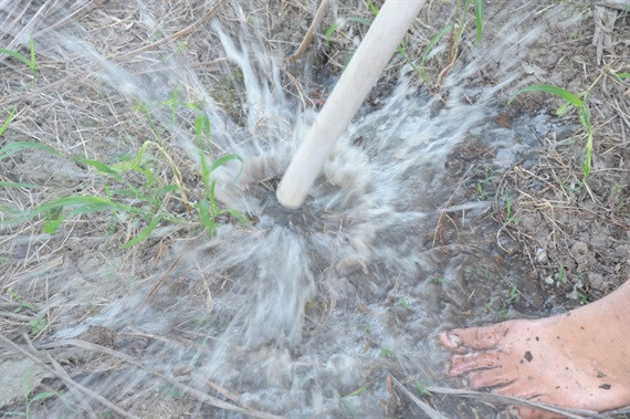 Độc đáo nghề 'thổi nước' vào hang bắt chuột đồng ở miền Tây ảnh 6