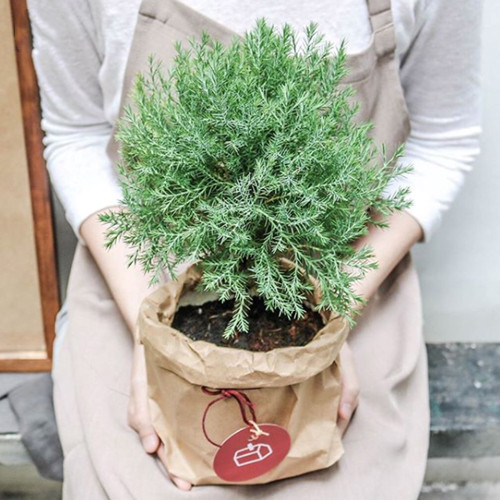 Bất ngờ với đạo cụ sống ảo 'gây sốt' mùa Giáng sinh năm nay ảnh 4