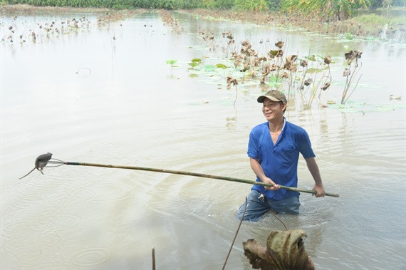 Chiến lợi phẩm sau vài giờ đi “thổi chuột” có thể tới gần 10kg