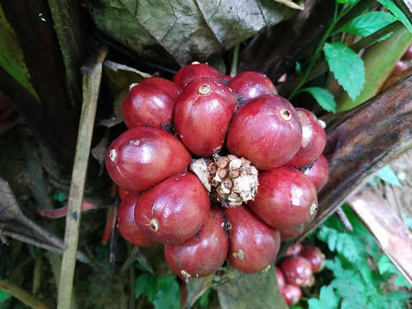 Loài cây quý ra quả đỏ, thơm dưới gốc, mỗi vụ thu cả trăm tấn ảnh 2