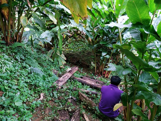 Loài cây quý ra quả đỏ, thơm dưới gốc, mỗi vụ thu cả trăm tấn ảnh 3