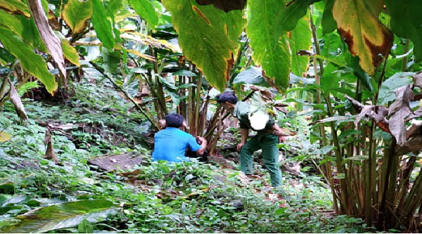 Loài cây quý ra quả đỏ, thơm dưới gốc, mỗi vụ thu cả trăm tấn ảnh 4