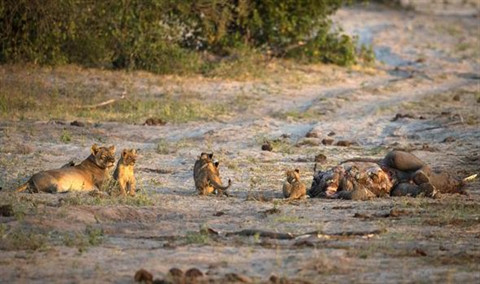 Hà mã đánh lui mẹ con sư tử để ăn thịt voi ảnh 2