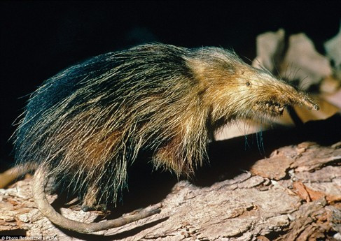 Những loài động vật xấu nhất hành tinh có thể tuyệt chủng ảnh 5