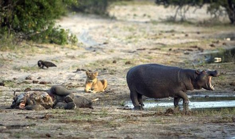 Hà mã đánh lui mẹ con sư tử để ăn thịt voi ảnh 5