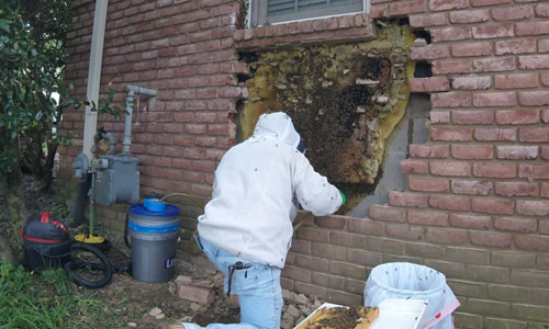 Di dời tổ ong mật 35.000 con trong tường nhà dân ở Mỹ ảnh 1