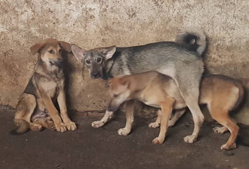 Hà Nội dự kiến cấm bán thịt chó ở các quận từ 2021 ảnh 1