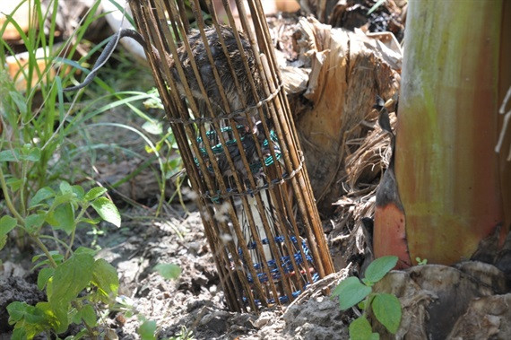 Độc đáo nghề 'thổi nước' vào hang bắt chuột đồng ở miền Tây ảnh 8