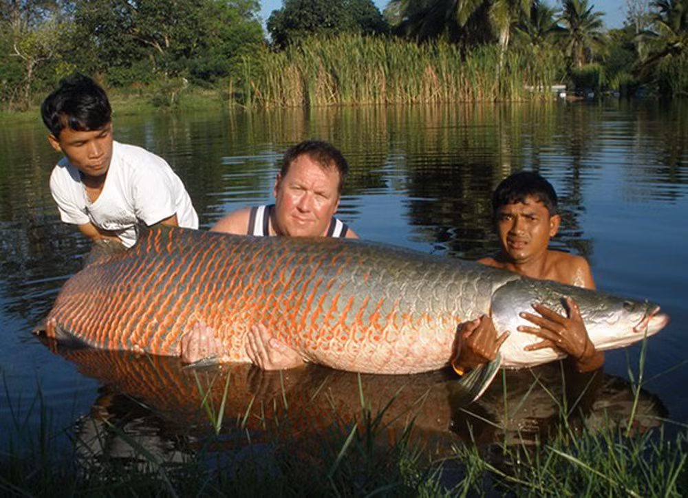 Đại gia Việt 'săn' thủy quái lớn nhất thế giới về thả ao chơi vui ảnh 4