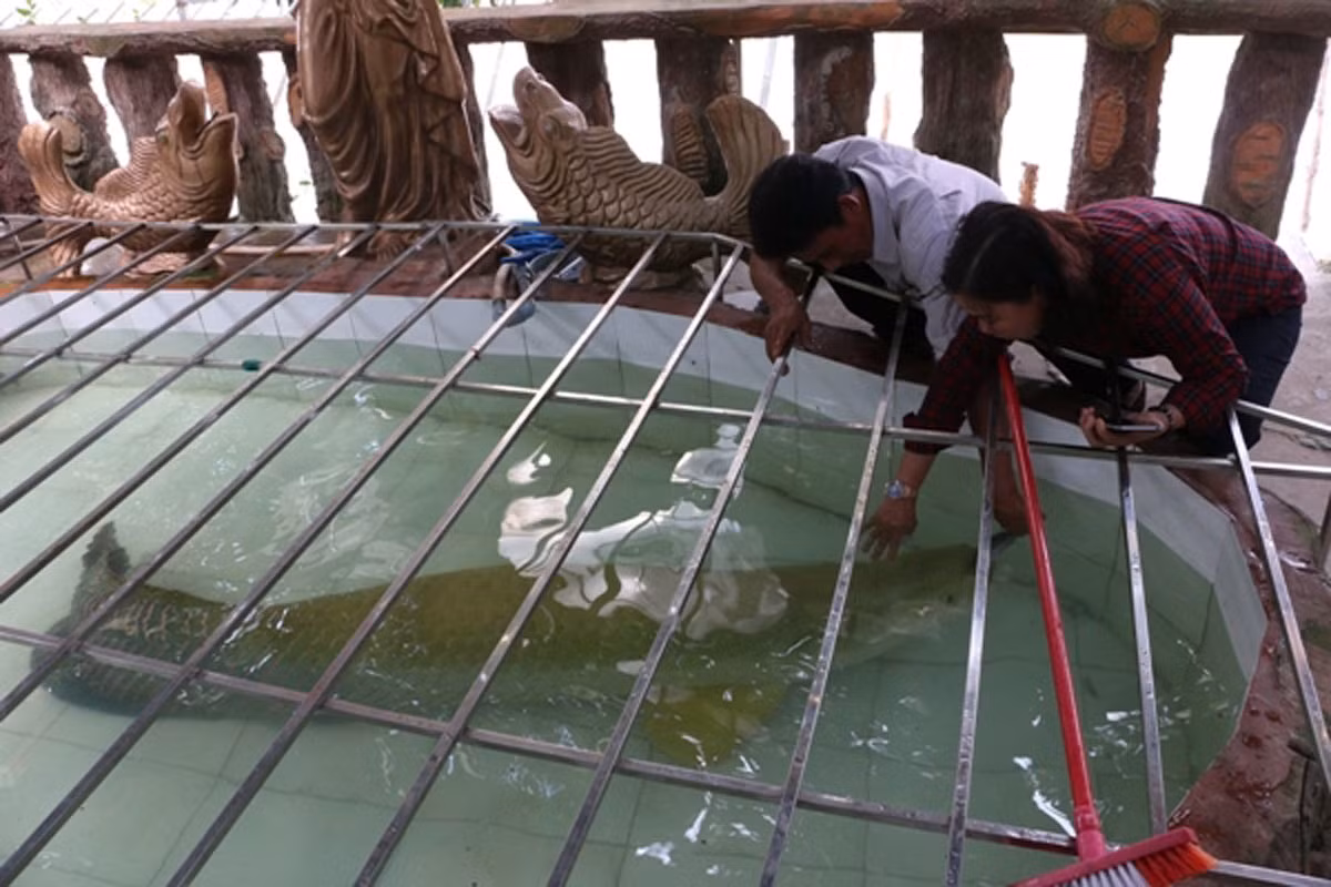 Đại gia Việt 'săn' thủy quái lớn nhất thế giới về thả ao chơi vui ảnh 3