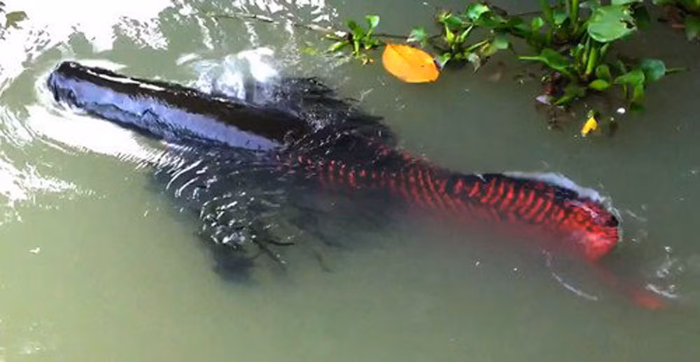 Đại gia Việt 'săn' thủy quái lớn nhất thế giới về thả ao chơi vui ảnh 6